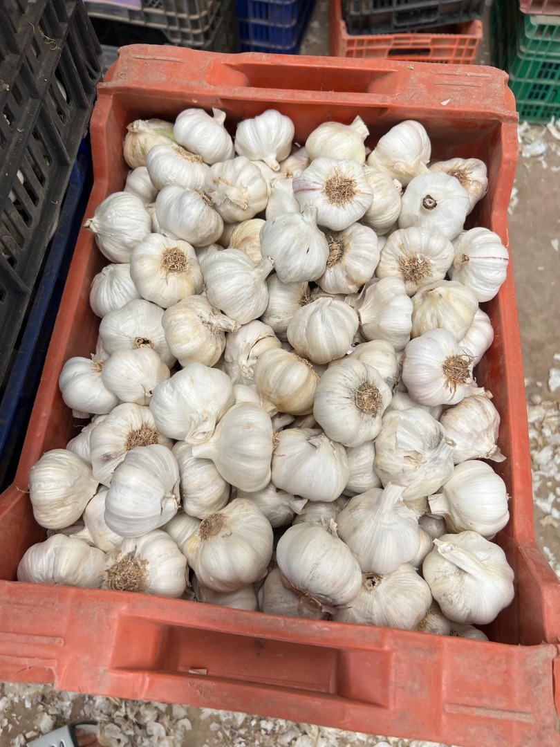 A Spanish company cuts and sells any quantity of garlic 50/55, 55/60, 60/65 diameter garlic