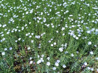 Flax, Attila variety, harvest 2024. Cleaned, moisture below 9%