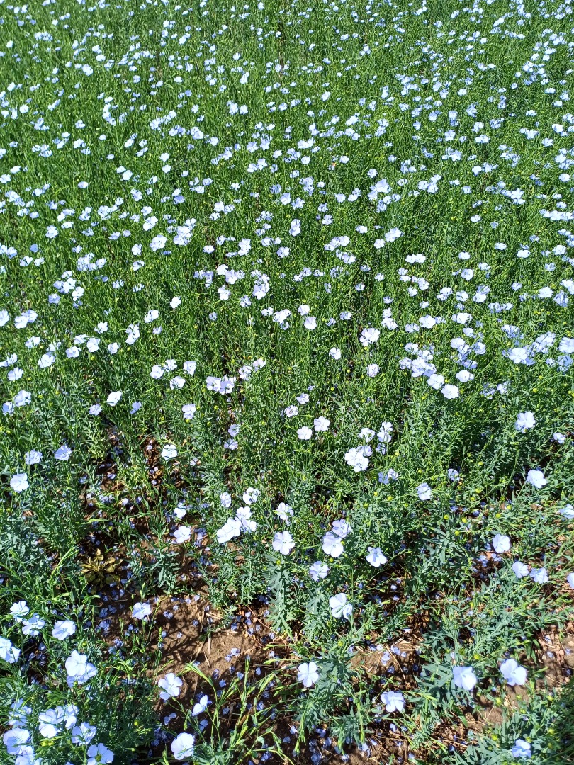Flax, Attila variety, harvest 2024