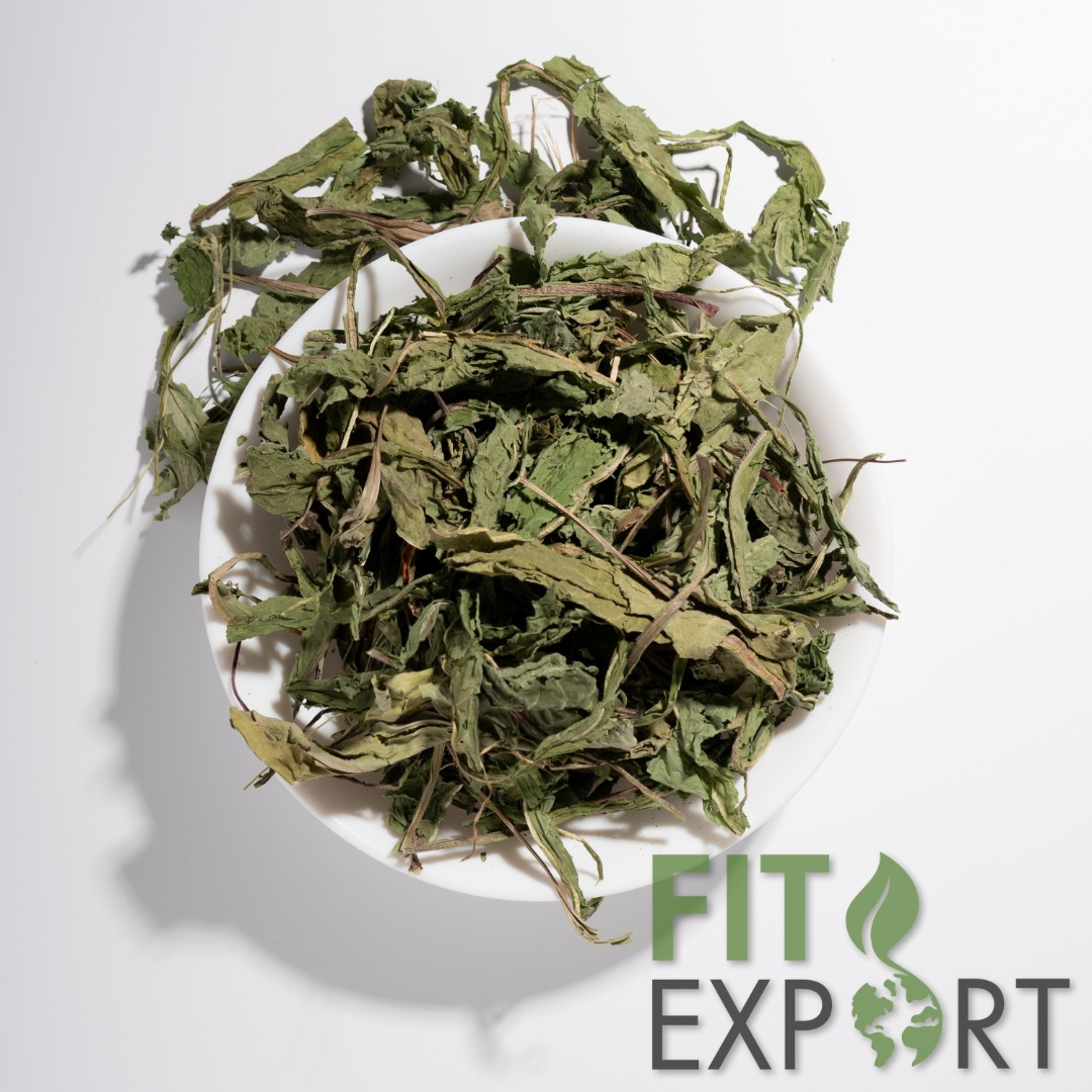 organic dandelion leaf, Taraxacum officinale folia