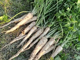 I am selling nice long parsley without rust