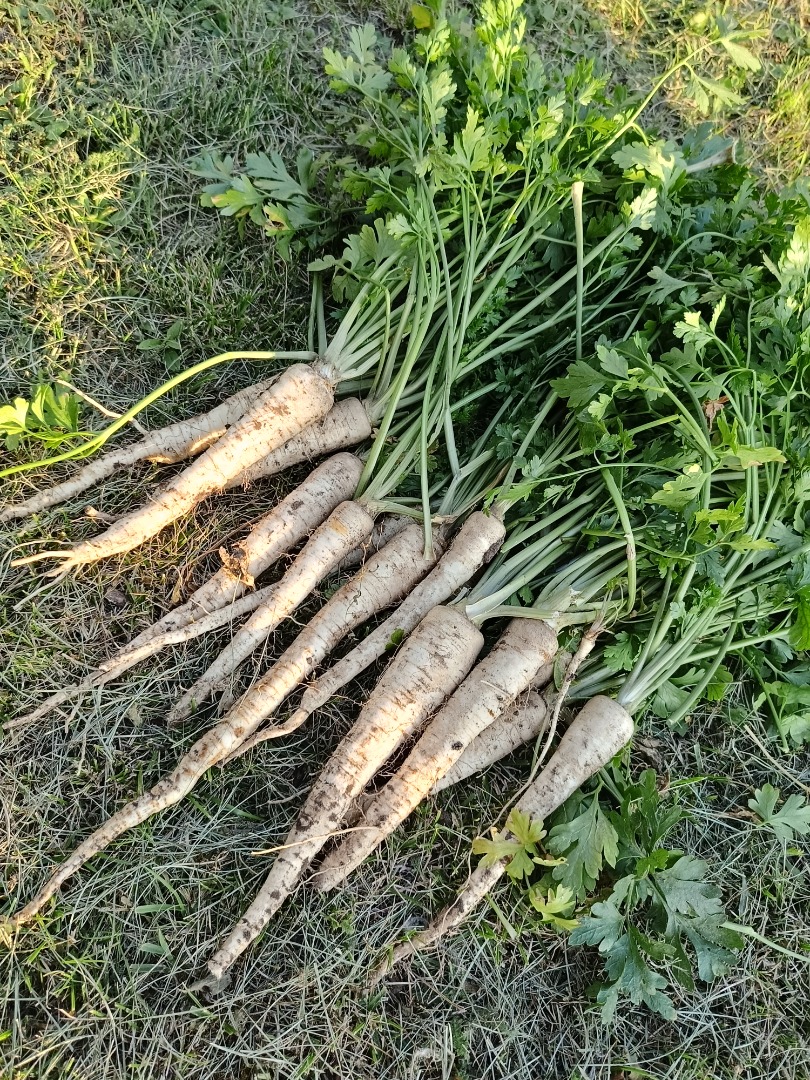 I am selling nice long parsley without rust