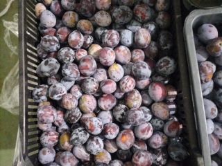 I will sell 800kg Lepotica plums Size 32+ Packaging