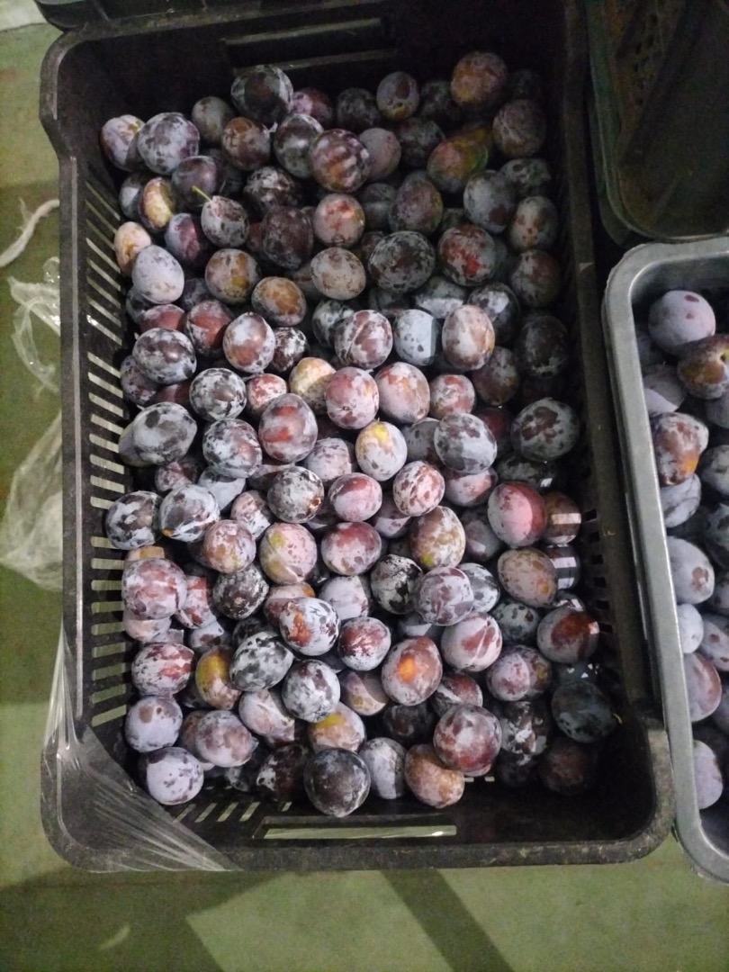 I will sell 800kg Lepotica plums Size 32+ Packaging 5kg plastic