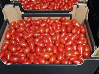I will sell cherry tomatoes, dates and a mix