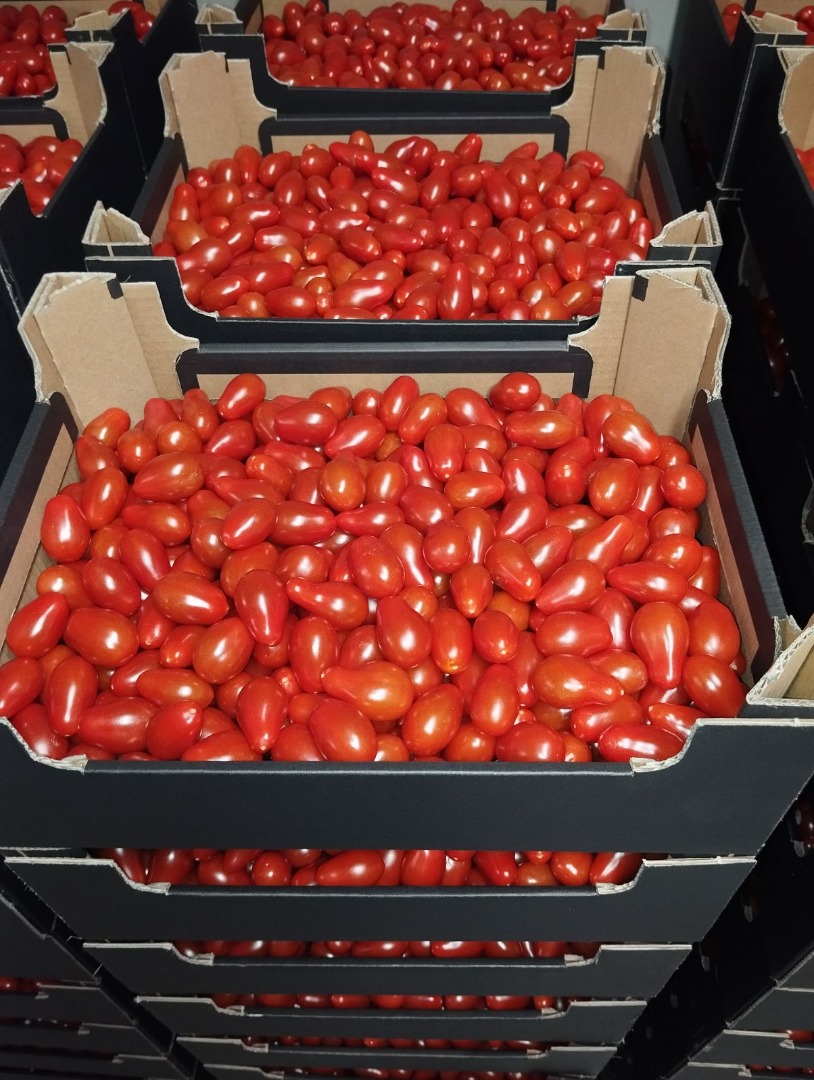 I will sell cherry tomatoes, dates and a mix of 4 colors in large quantities