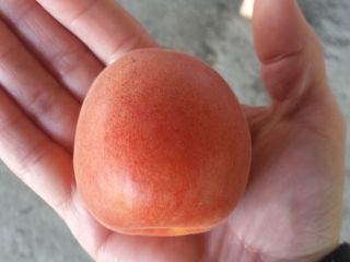 Hello! We offer fruits and vegetables from Macedonia, Greece,