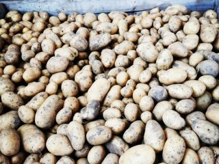 Selling organically certified Agata potatoes (early potatoes 2024). Packed