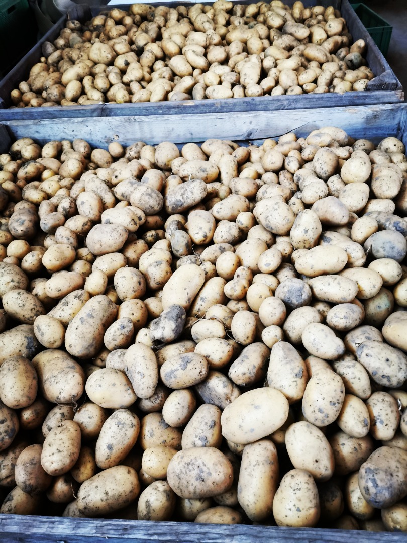 Selling organically certified Agata potatoes (early potatoes 2024)