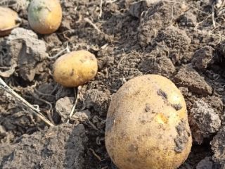 We are Polish potato producers. We offer the TAJFUN