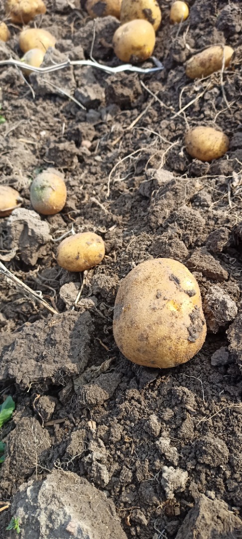 We are Polish potato producers