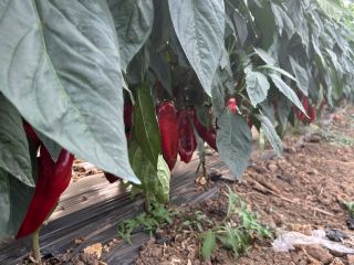 Freshly picked kapia peppers!