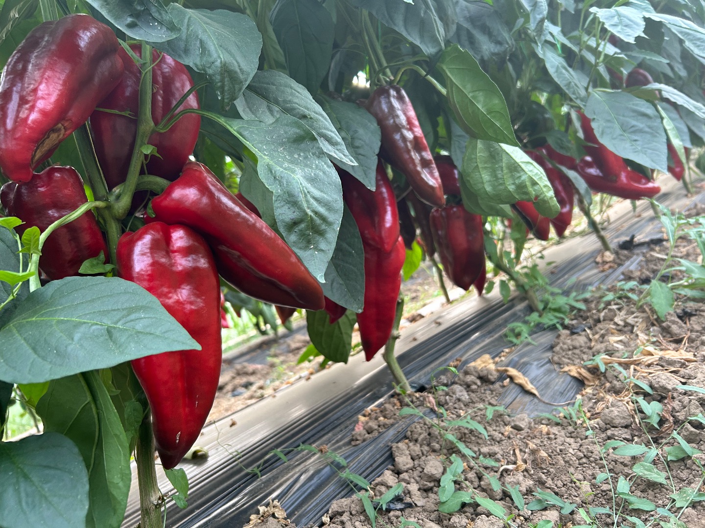Freshly picked kapia peppers!