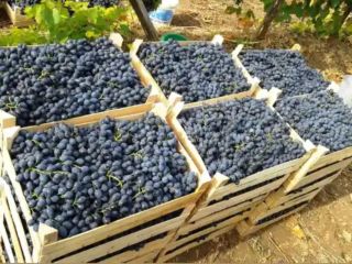 Hello! We are interested in long-term cooperation. We will