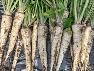 Hello, I am selling parsley, Arat variety, perfect commercial