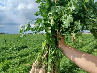 Hello, I am selling parsley, Arat variety, perfect commercial
