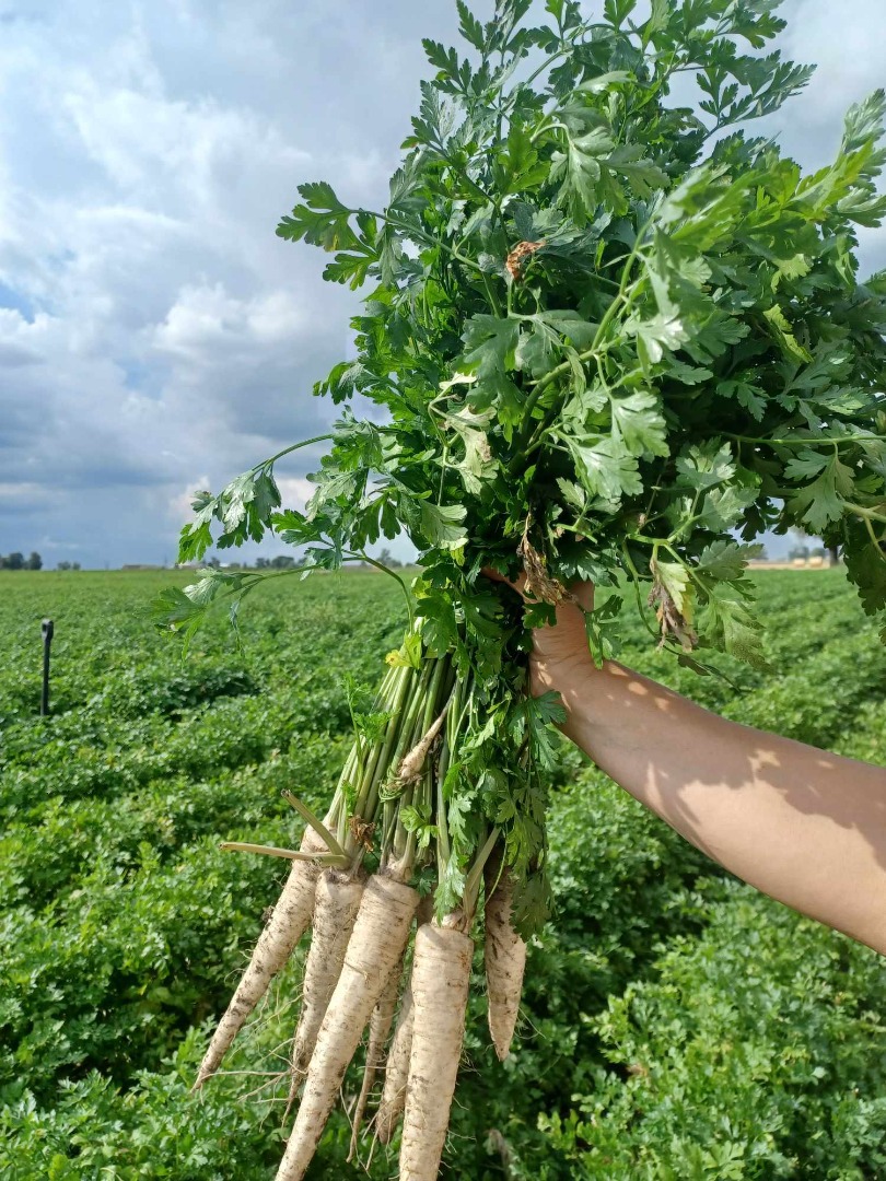 Hello, I am selling parsley, Arat variety, perfect commercial caliber, long, nice and thick parsley, dug to order, please contact me [phone number]