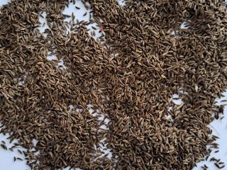 I am selling this year's cumin, truck quantities, big-bag