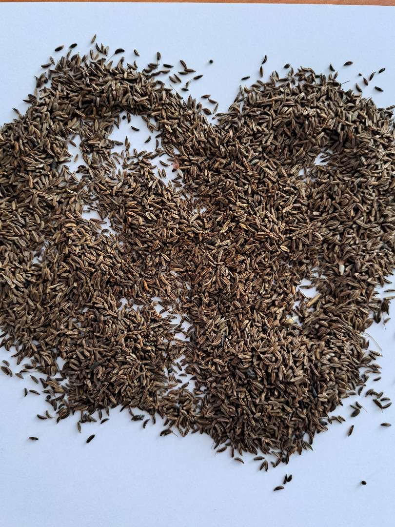 I am selling this year's cumin, truck quantities, big-bag packaging, collection in Lithuania