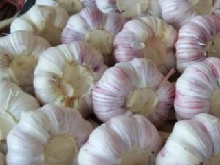 Fresh garlic of very good quality, with a diameter