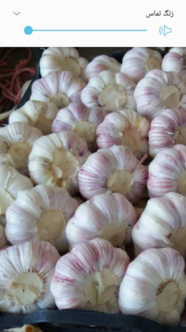 Fresh garlic of very good quality, with a diameter starting at 4 cm