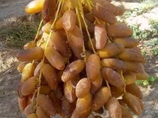 I am looking for buyers for my date products
