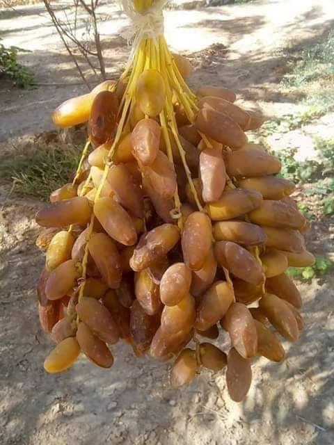 I am looking for buyers for my date products and would like to find new customers to make our products available on the market (Tunisia)