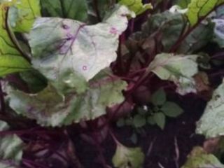 I will sell beetroots of various varieties, price, size