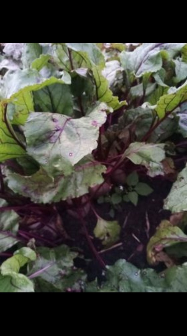 I will sell beetroots of various varieties, price, size negotiable, I prefer selling in bulk or in big bags, unsorted