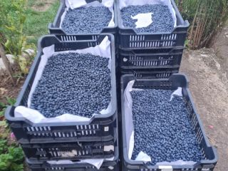 I am selling blueberries for 5 euros per kg.