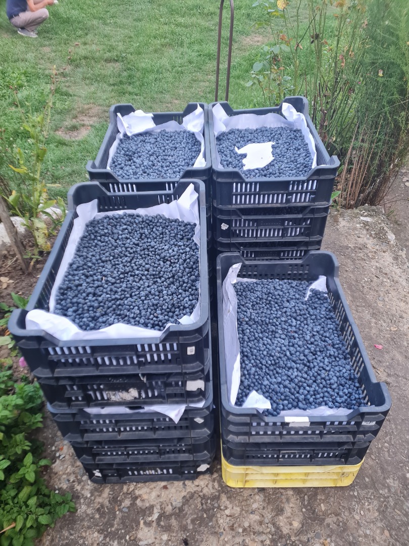 I am selling blueberries for 5 euros per kg