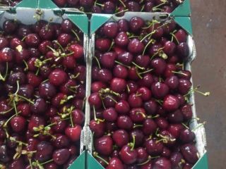 We sell cherries from Macedonian and Greek origin. Start