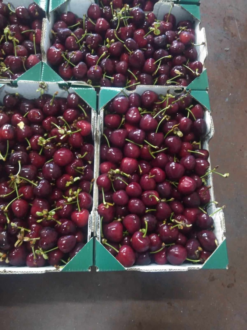 We sell cherries from Macedonian and Greek origin
