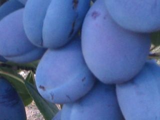 Plums Stanley, black and other varieties from Macedonian, Greek