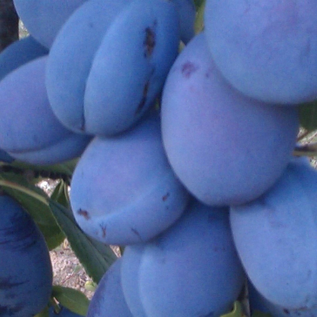 Plums Stanley, black and other varieties from Macedonian, Greek and Moldavian origin I am looking to hearing from you soon Jonce Angelov +[phone number]