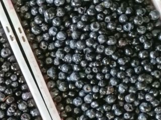 Hello, I am offering for sale forest blueberries straight