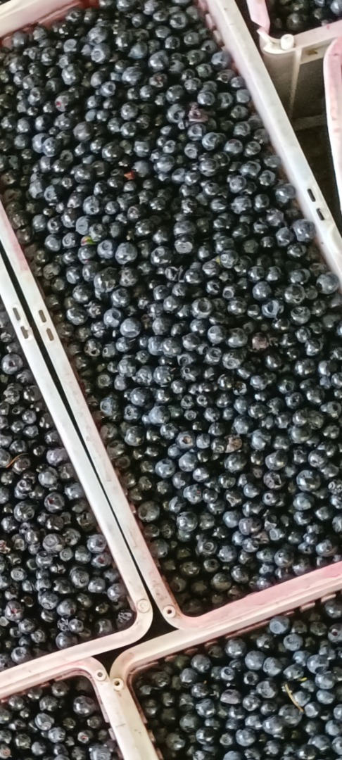 Hello, I am offering for sale forest blueberries straight from the Bieszczady Mountains, the blueberry is pure, daily about 100 kg of blueberries, preferably