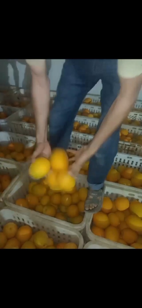 Moroccan juice oranges ..variety.maroc Lat