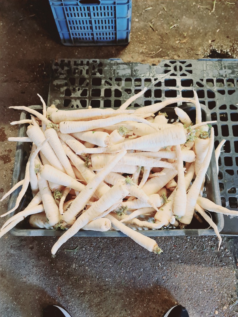 I buy garlic all year round in quantities of 5-20 tons per week, 50-60mm, 60mm+ white and with closed skin, I am interested in Spanish, Turkish and Hungarian.