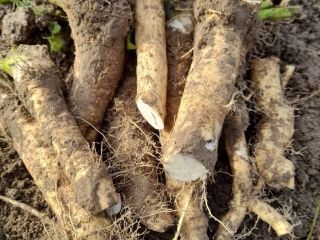 I am selling cleaned wild horseradish for processing or