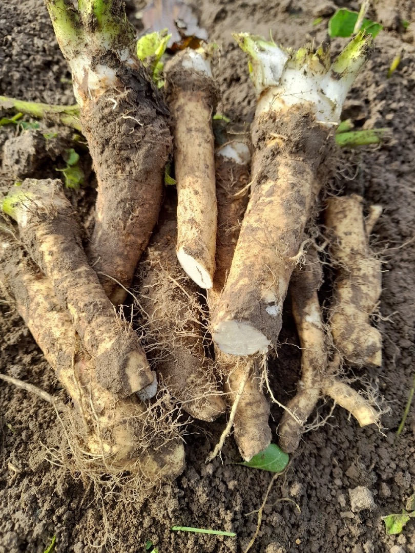 I am selling cleaned wild horseradish for processing or pickling