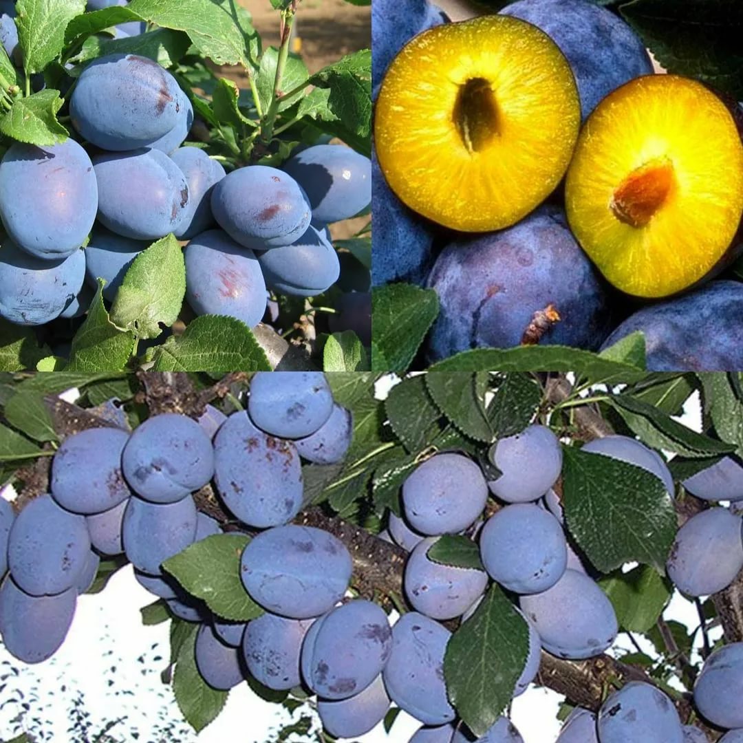On sale plum varieties Stanley, Kabardinka, lipotisu, and others