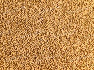 Green peas for sale. Large quantities. Origin: Republic of