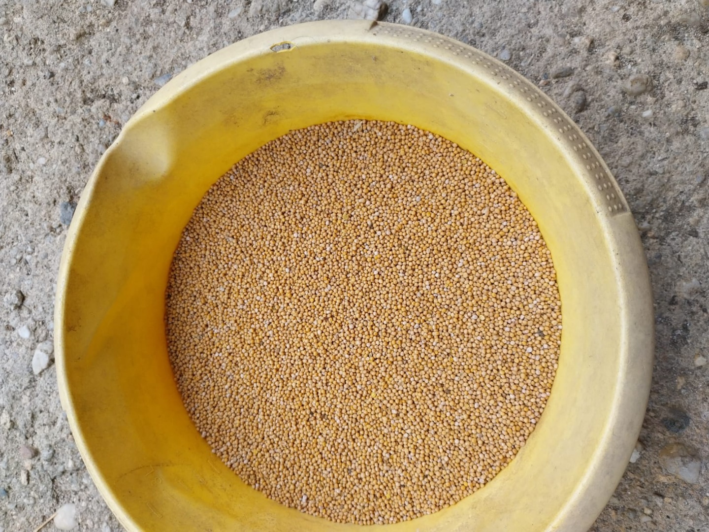 Dry white mustard, very good germination capacity