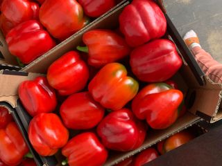 The producer sells peppers of class 1 and 2