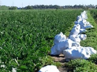 Selling Aragon eggplants in large quantities for processing or