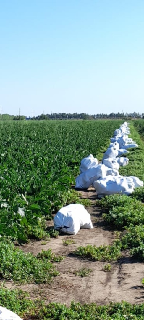 Selling Aragon eggplants in large quantities for processing or trade, large caliber