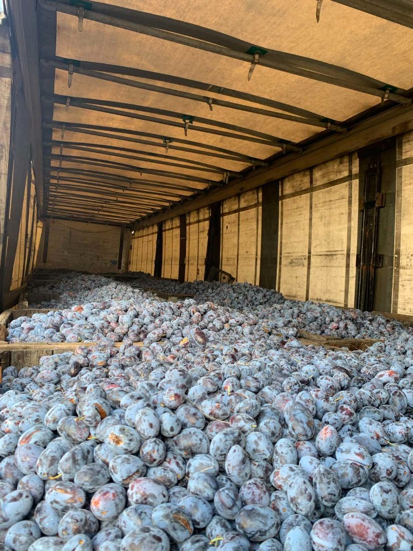 I produce organic plums in Northwestern Bulgaria