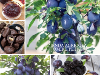 Sale of Fresh and Tasty Plums We sell Stanley