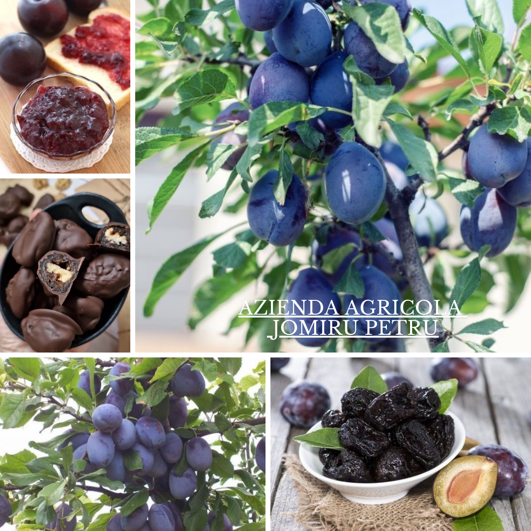 Sale of Fresh and Tasty Plums We sell Stanley plums grown with care and passion